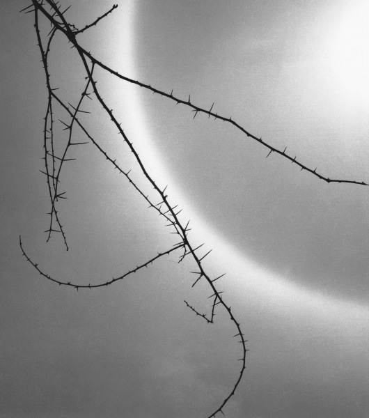 Barbed branch of thorny plant (b/w photo)  od 