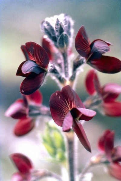 Barbed Thermopsis or Black Pea (Thermopsis barbata) (photo)  od 
