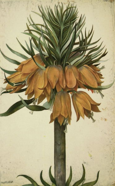 Botany, Lily / Georg Flegel od 