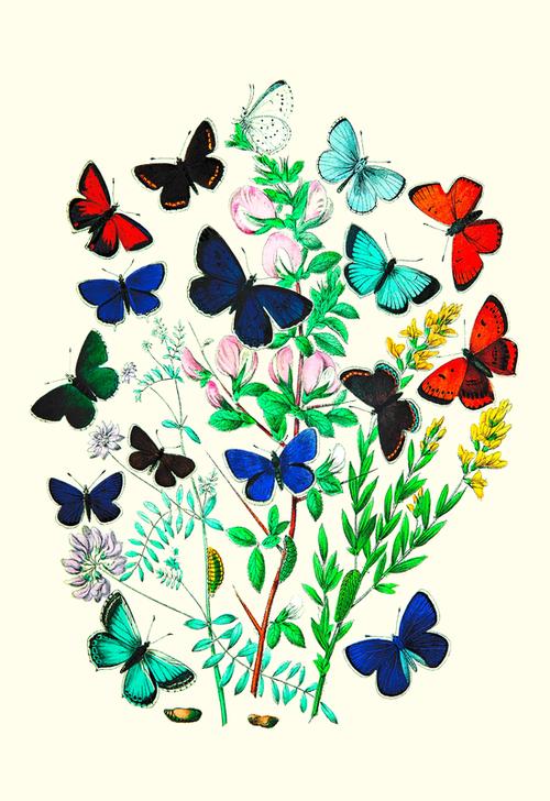 Butterflies od 