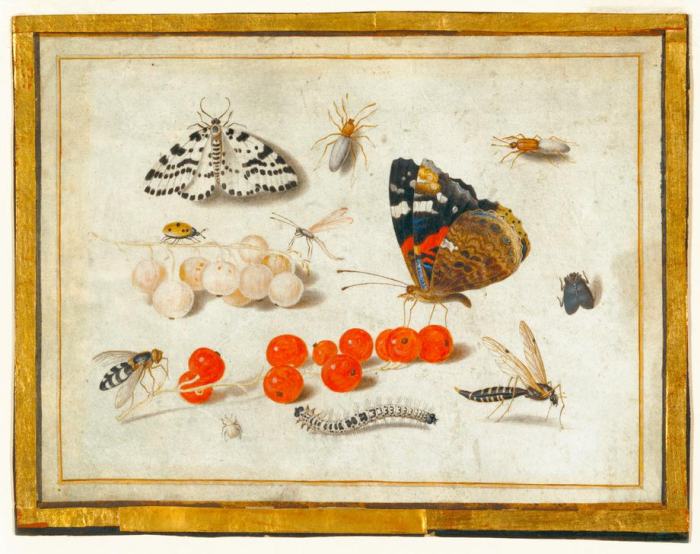 Butterfly, Caterpillar, Moth, Insects, and Currants od 