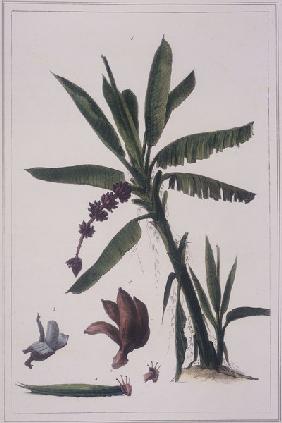 Banana / Litho aft.J.B.Debret / 1834