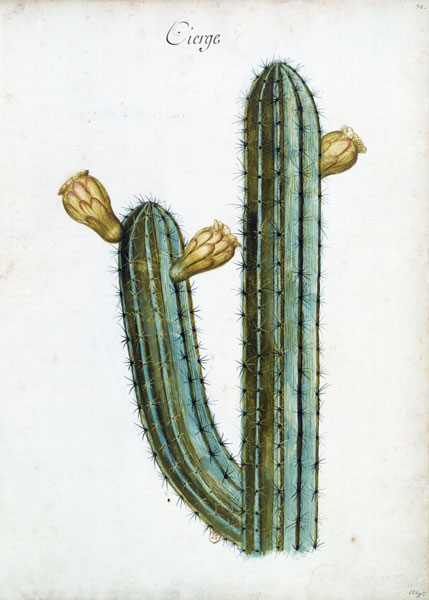 Cactus / Ch.Plumier od 