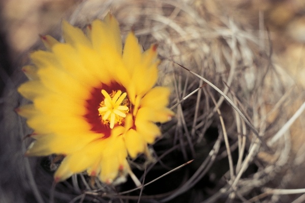 Cactus flower (photo)  od 