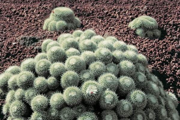 Cactus (photo)  od 