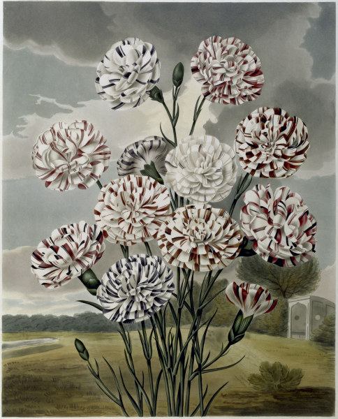 Carnations / Aquatint / S.Curtis 1820 od 