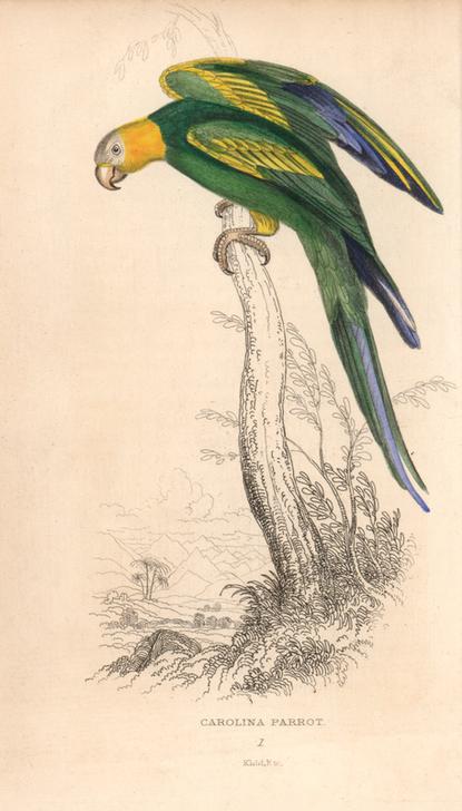 Carolina parakeet (Carolina parrot), Conuropsis carolinensis (Psittacus carolinensis) od 