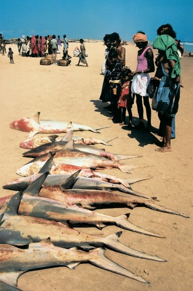 Catch of fish at Konarak (photo)  od 