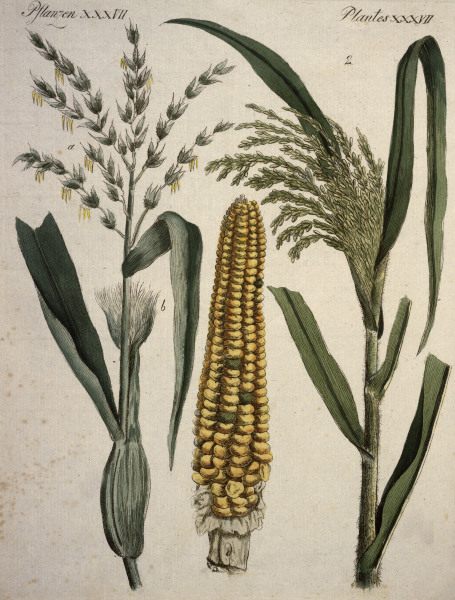Cereals / from Bertuch 1796 od 