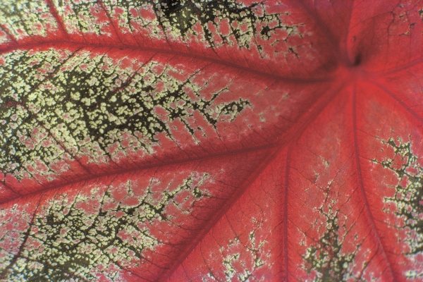 Close up of caladium leaf pattern, Bangalore (photo)  od 
