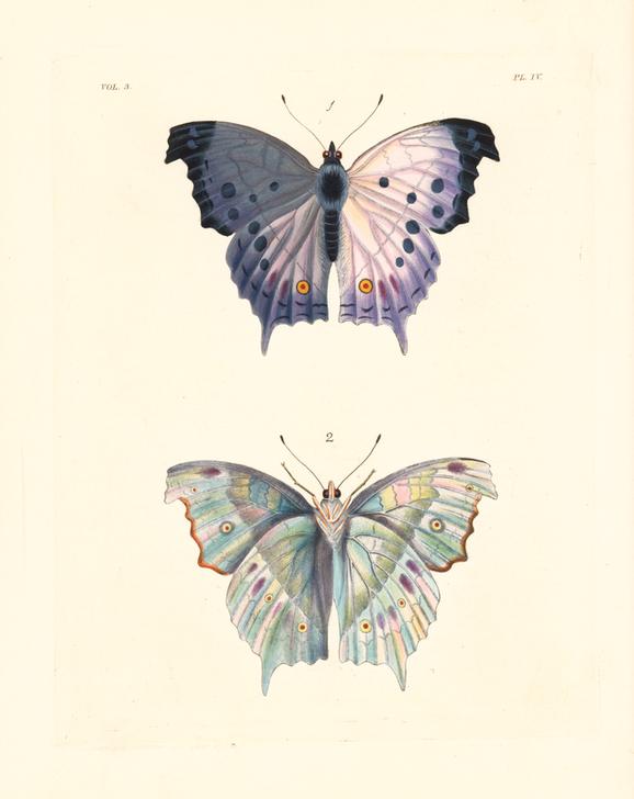 Clouded mother of pearl butterfly od 