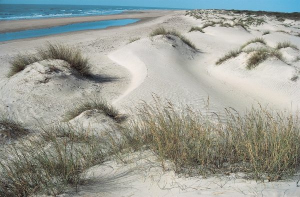 Coastal sand dunes, Kutch (photo)  od 