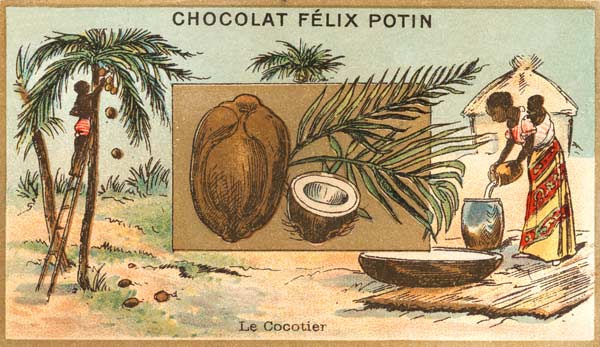 Coconut Palm / Collector s Card, c.1890 od 