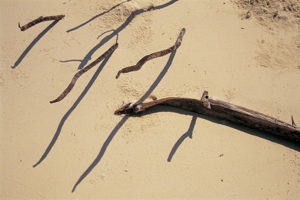 Coconut tree roots and dry twig, Bangramn (photo)  od 