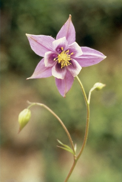Columbine (Aquilegia pubiflora) (photo)  od 