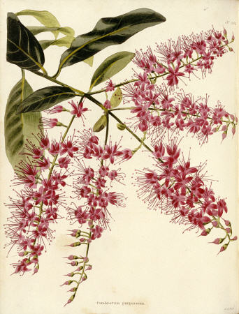 Combretum Purpureum From The Botanical Cabinet, Consisting Of Coloured Delineations Of Plants From A od 