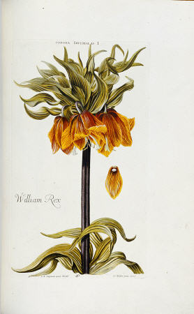 Corona Imperialis From Hortus Nitidissimis Omnem Per Annum Superbieus Floribus od 
