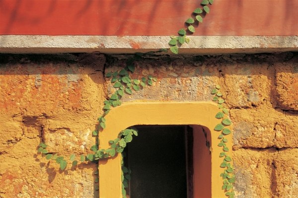 Creeper firmly clawing from ground to window (photo)  od 