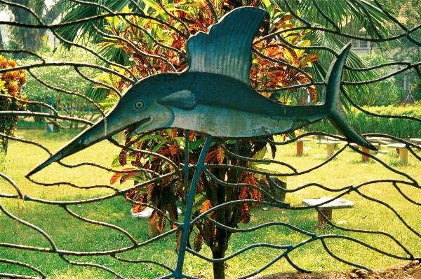 Croton highlighting fish fencing of garden (photo)  od 