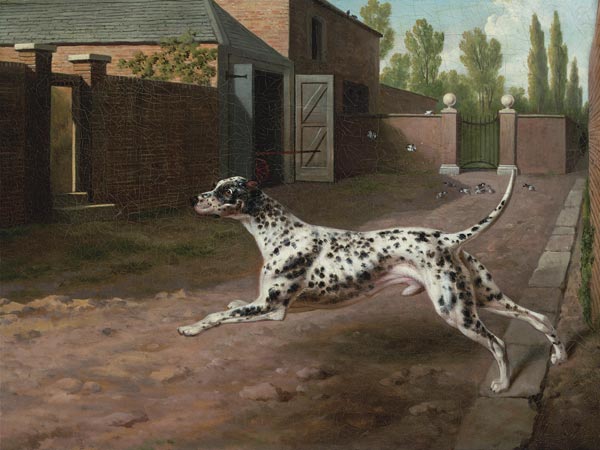 A Dalmation Running In A Stable Yard od 