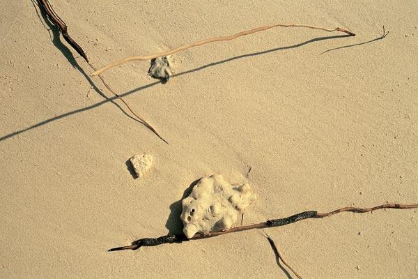 Coconut roots on sand and surf washed pebbles (photo) 