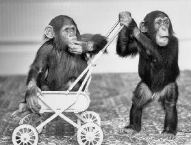 Chimpanzees Jambo and William at Twycross zoo, England