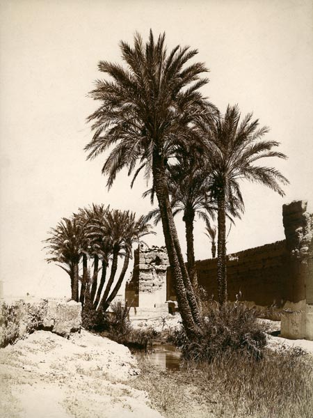 Date palm / Morocco / Photo c.1900 od 