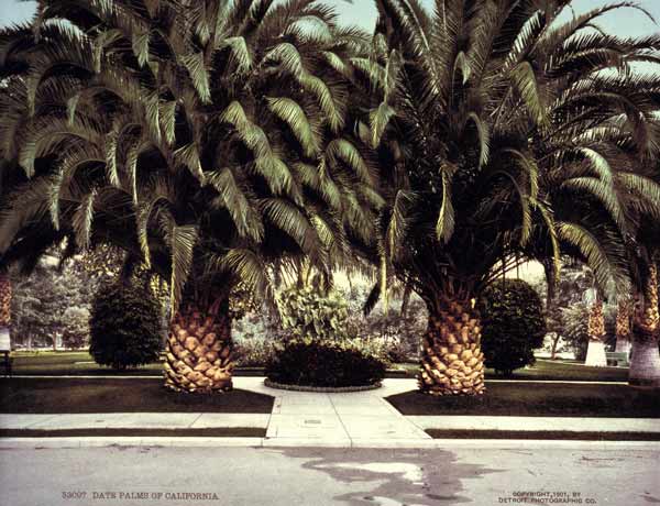Date Palms / California / Photo / 1901 od 