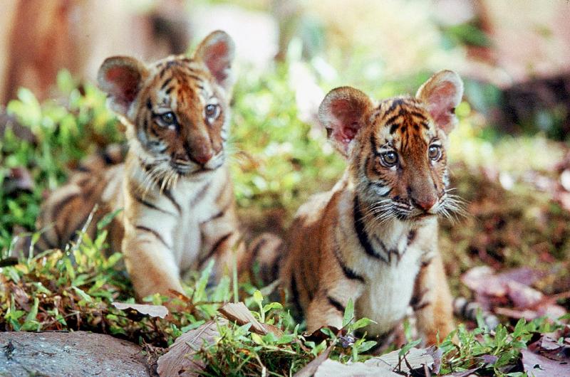 Deux Freres TWO BROTHERS de JeanJacquesAnnaud avec les petits tigres Kumal, Sangha od 