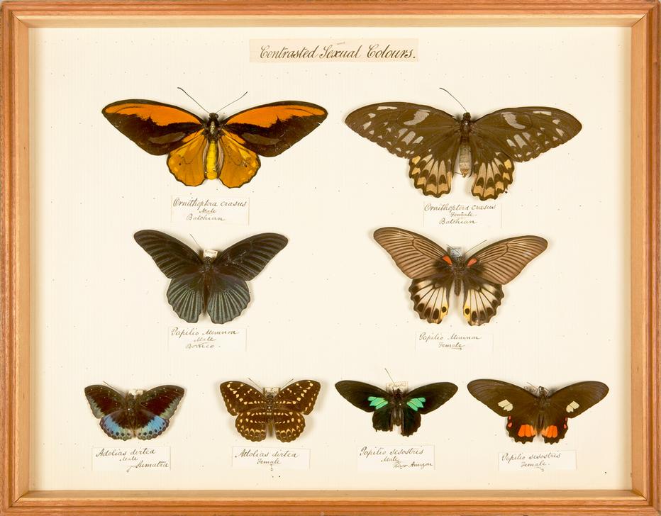 Display showing differences in colouring between male and female butterflies of the same species od 