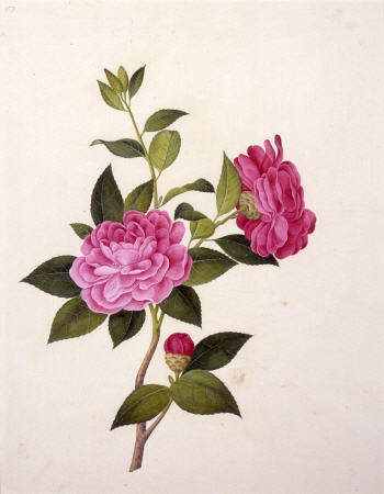 Double Pink Camellia od 