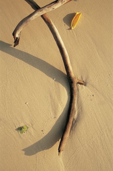 Driftwood and dry leaf (photo)  od 