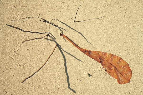 Dry leaf and coconut roots of a dead tree (photo)  od 