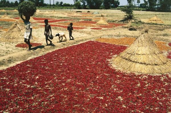 Drying chillies red peppers at Kalingapatnam (photo)  od 