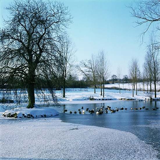 Ducks in the Snow near Finchingfield, Essex od 