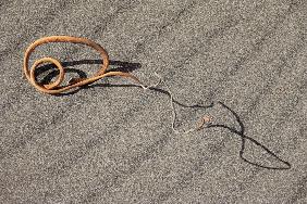 Dried twig on sand (photo) 