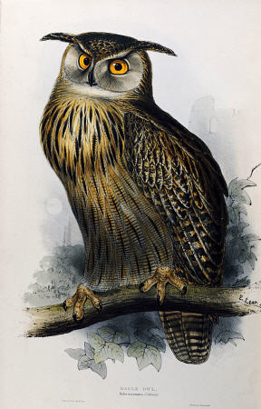 Eagle Owl, Lithographic Plate From ''The Birds Of Europe'' John Gould od 
