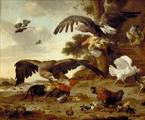 Eagles attacking chickens