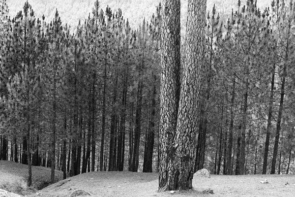 Form of tree trunk (b/w photo)  od 