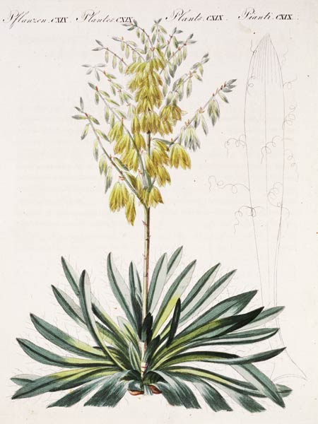 Fädentragende Yucca / aus Bertuch 1810 od 