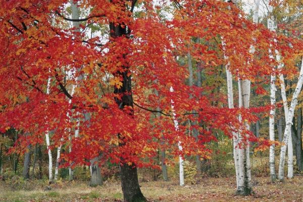 Fall Colors (photo)  od 