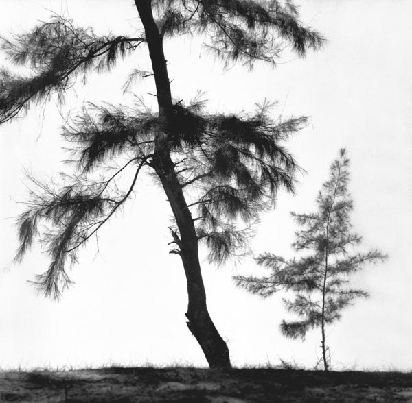 Form of tree (b/w photo)  od 