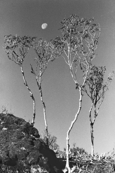 Form of trees (b/w photo)  od 