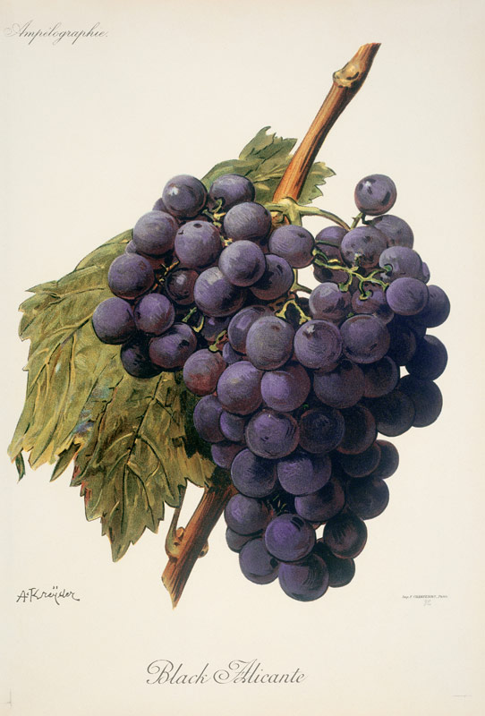 Grapes: Black Alicante od 