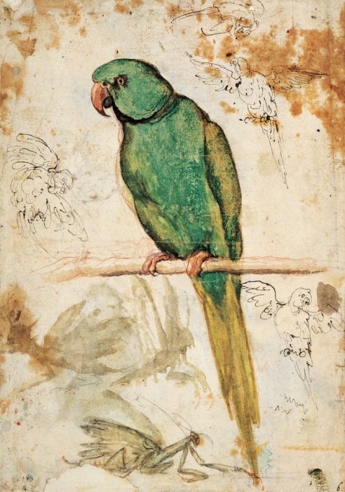 Green parrot and sketches of parrots and praying mantis od 