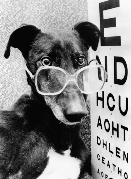 greyhound bitch wearing glasses od 