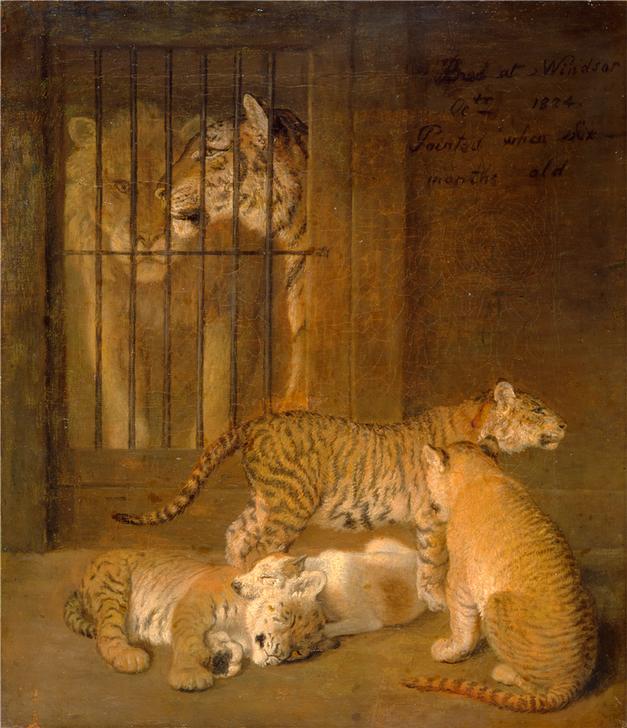 Group of Whelps Bred between a Lion and a Tigress od 