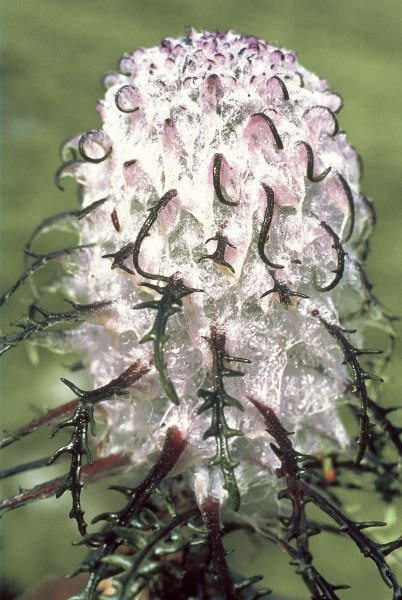Heem Kamal Cottony Saussurea (Saussurea gossypiphora) (photo)  od 