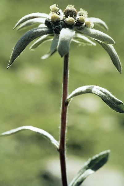 Himalayan Edelweiss (Leontopodium himalayanum) (photo)  od 