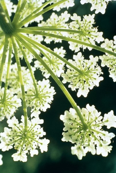 Himalayan Hogweed Cowparsnip (Heracleum candicans) (photo)  od 